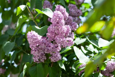 Bahçedeki ağaçta leylak