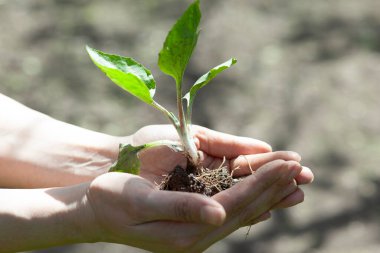 Bahçede kadın eli değirmen yağı