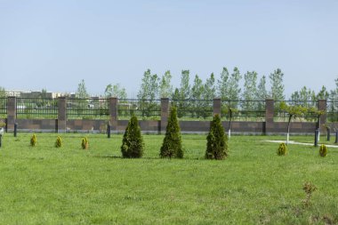 Gökyüzünün altındaki bahçede küçük köknar ağaçları