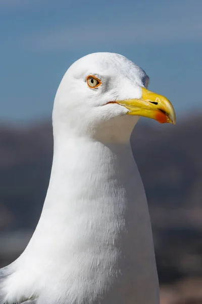 Close Seagull — Stock Photo, Image