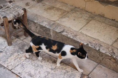 Eski şehrin sokaklarındaki kediler