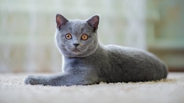 İngiliz Shorthair kedisi hafif bir halıda yatıyor. Komik bir evcil hayvanla samimi bir arka plan. Duvar kağıdı, afiş.