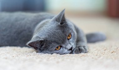 Güzel genç İngiliz kedisi hafif bir halının üzerinde yatıyor. Komik bir evcil hayvanla samimi bir arka plan. Duvar kağıdı, afiş.