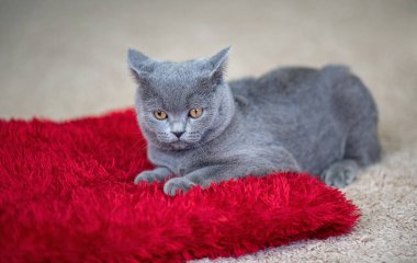 İngiliz Shorthair kedisi kırmızı bir yastık ve hafif bir halının üzerinde yatıyor. Komik bir evcil hayvanla samimi bir arka plan. Duvar kağıdı, afiş.
