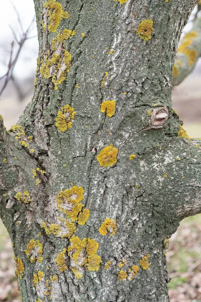 Tree trunk. The trunk of a walnut tree covered with lichen. Rough bark of a tree.