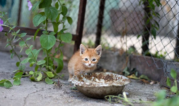 Gatito Solitario Cerca Cuenco Vacío — Foto de Stock