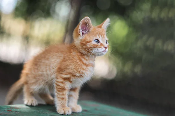 Adorable Red Kitten Posing Outdoors Summer Funny Cute Little Ginger — Stock Photo, Image