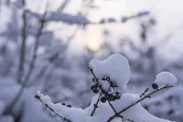 Μούρα Χειμώνα Κλαδιά Στο Χιόνι — Φωτογραφία Αρχείου