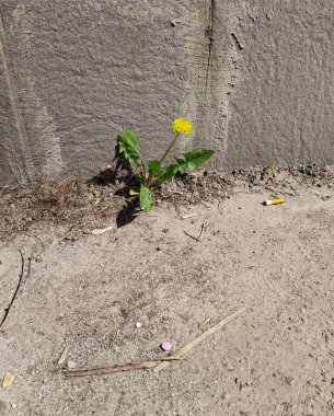 Şehirde çiçek açan sarı karahindiba. Kentte hayatta kalma mücadelesi veren karahindiba, çöpler ve insan atıkları arasında çevre.