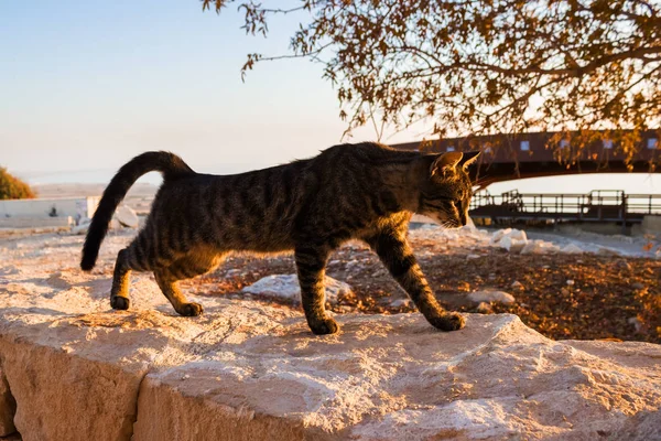 Cat Stretches Himself On Stone Parapet.