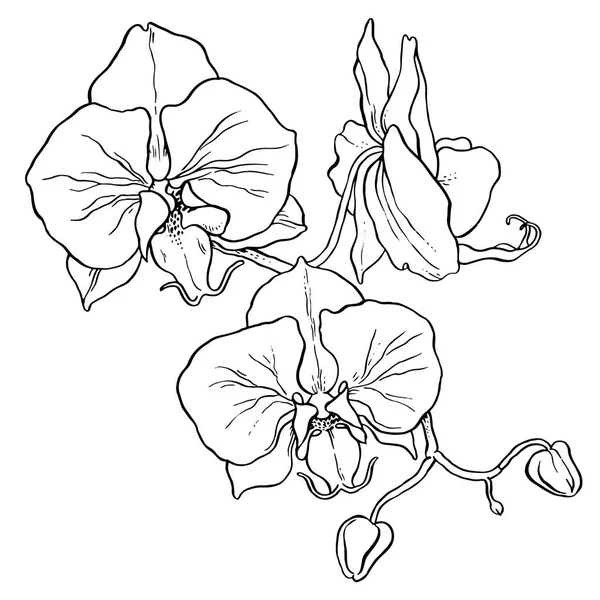 Rama de orquídea — Archivo Imágenes Vectoriales