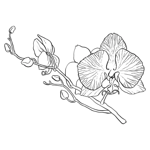 Tak van orchid — Stockvector