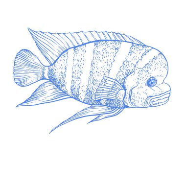 Parlak tropikal Deniz balığı