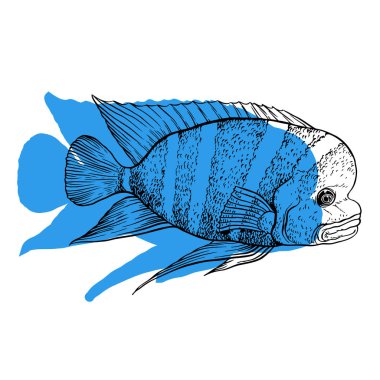 Parlak tropikal Deniz balığı