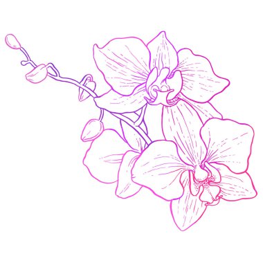 branch of orchid clipart