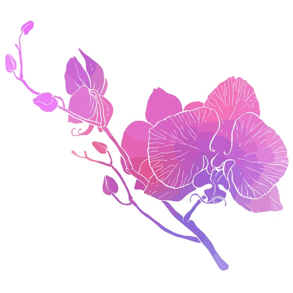 Branch of orchid — Stock Vector