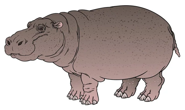 Hippopotame amphibie ou cheval de rivière — Image vectorielle
