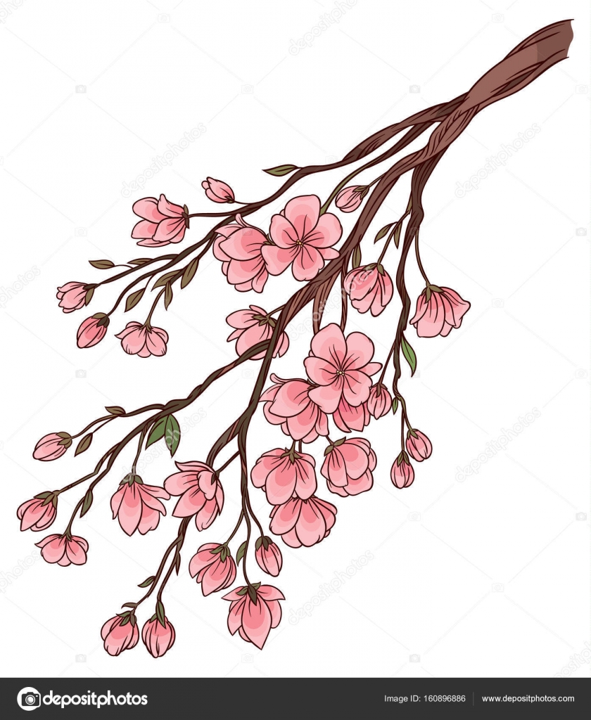 Branche De Fleurs De Cerisier à Fleurs Roses Délicates