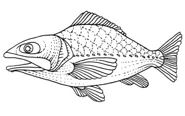 zengin bir şekilde dekore edilmiş balık el çizimi