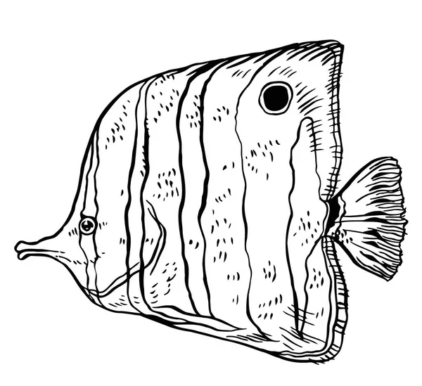 Tropikal balık - vektör el illüstrasyon çizimi — Stok Vektör