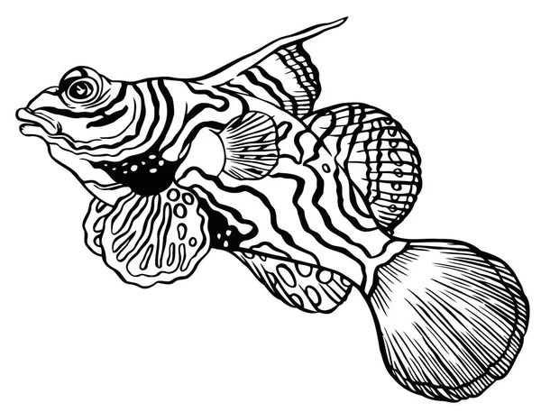 Tropikal mandalina balık - Çin levrek veya dragonet — Stok Vektör