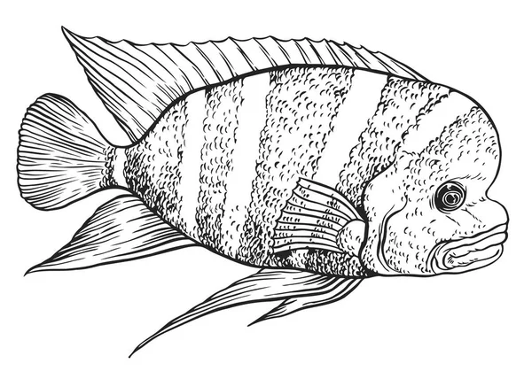 Tropikal balık - vektör el illüstrasyon çizimi