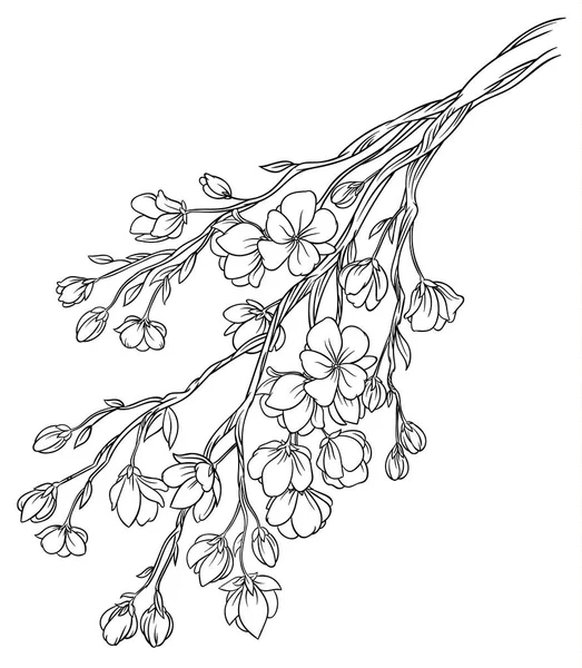 narin çiçekler ile kiraz çiçekleri Şubesi