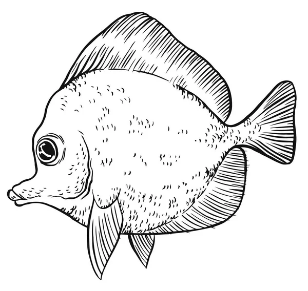 Tropische Fische - Vektor-Handzeichnung Illustration — Stockvektor