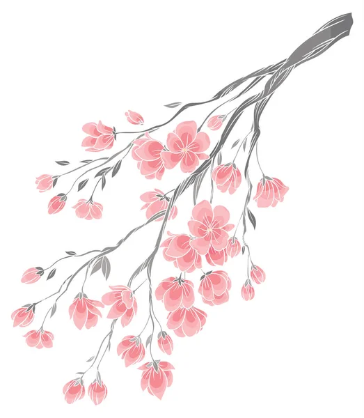 Branch of cherry blossoms with delicate pink flowers — Stock Vector