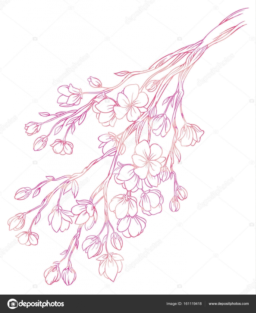 Branche De Fleurs De Cerisier à Fleurs Roses Délicates