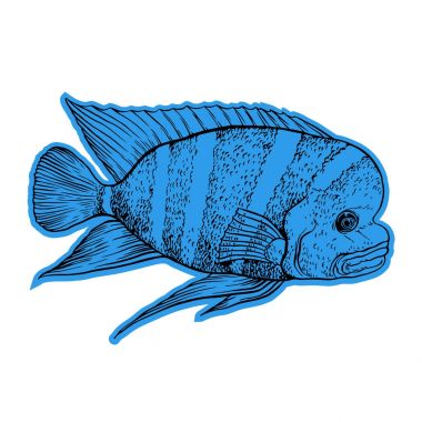 Parlak tropikal Deniz balığı