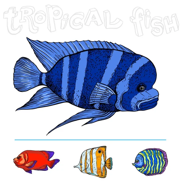 Peces marinos tropicales brillantes — Vector de stock