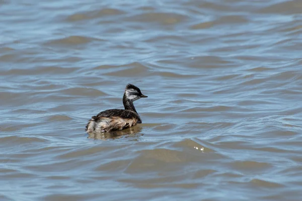Rio de la Plata kıyılarında (maca comn, rollandia rolland, mergulho-de-orelha-branca) beyaz tüylü Grebe, Montevide-Uruguay