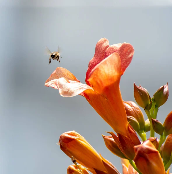 Kırmızı amber çiçeğinin üzerinde uçan arı.