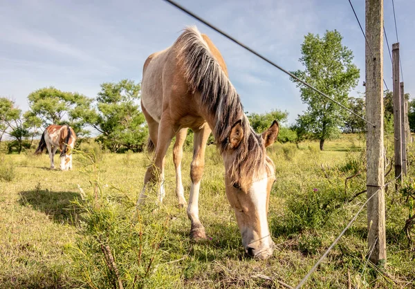 Krem renkli at Uruguay 'ın Atlantida şehrinde ot yiyor.