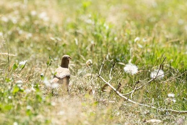 Raufußige Hornero Fressen Würmer Sommernachmittag — Stockfoto