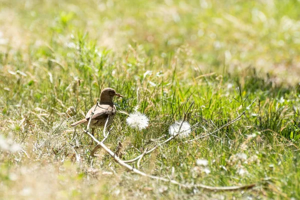 Roufous Hornero Mangeant Des Vers Après Midi Été — Photo