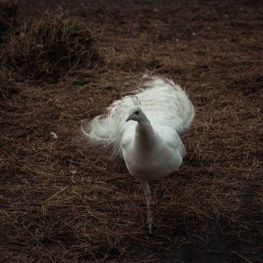 Beyaz tavus kuşu kuru çimlerde yürüyor