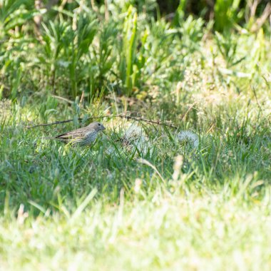 Ev hanımı serçe yazın öğleden sonra çimenlerde yürüyor.