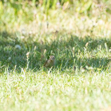Ev hanımı serçe yazın öğleden sonra çimenlerde yürüyor.