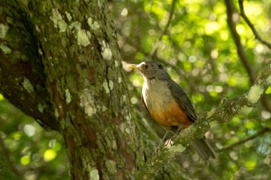 Paslı karınlı Thrush, öğleden sonra bir ağaç dalına tünedi.