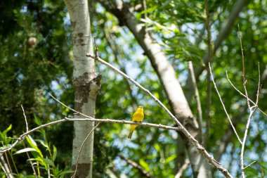 Erkek safran ispinozu ağaçta tünemiş.