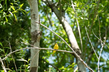 Erkek safran ispinozu ağaçta tünemiş.