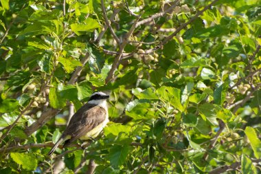 # Ağaca tünemiş harika öpüşmeler #