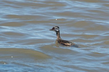 Rio de la Plata, Montevide, Uruguay kıyılarında beyaz tüylü Grebe (maca comun, rollandia rolland, mergulho de orelha branca).