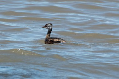 Rio de la Plata, Montevide, Uruguay kıyılarında beyaz tüylü Grebe (maca comun, rollandia rolland, mergulho de orelha branca).
