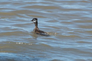 Rio de la Plata, Montevide, Uruguay kıyılarında beyaz tüylü Grebe (maca comun, rollandia rolland, mergulho de orelha branca).