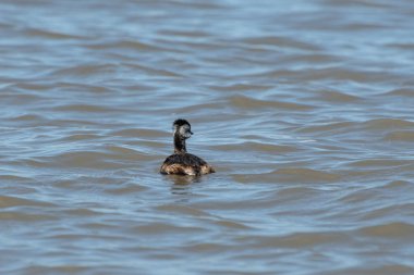 Rio de la Plata, Montevide, Uruguay kıyılarında beyaz tüylü Grebe (maca comun, rollandia rolland, mergulho de orelha branca).