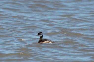 Rio de la Plata, Montevide, Uruguay kıyılarında beyaz tüylü Grebe (maca comun, rollandia rolland, mergulho de orelha branca).