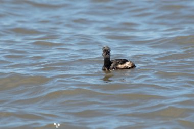 Rio de la Plata, Montevide, Uruguay kıyılarında beyaz tüylü Grebe (maca comun, rollandia rolland, mergulho de orelha branca).